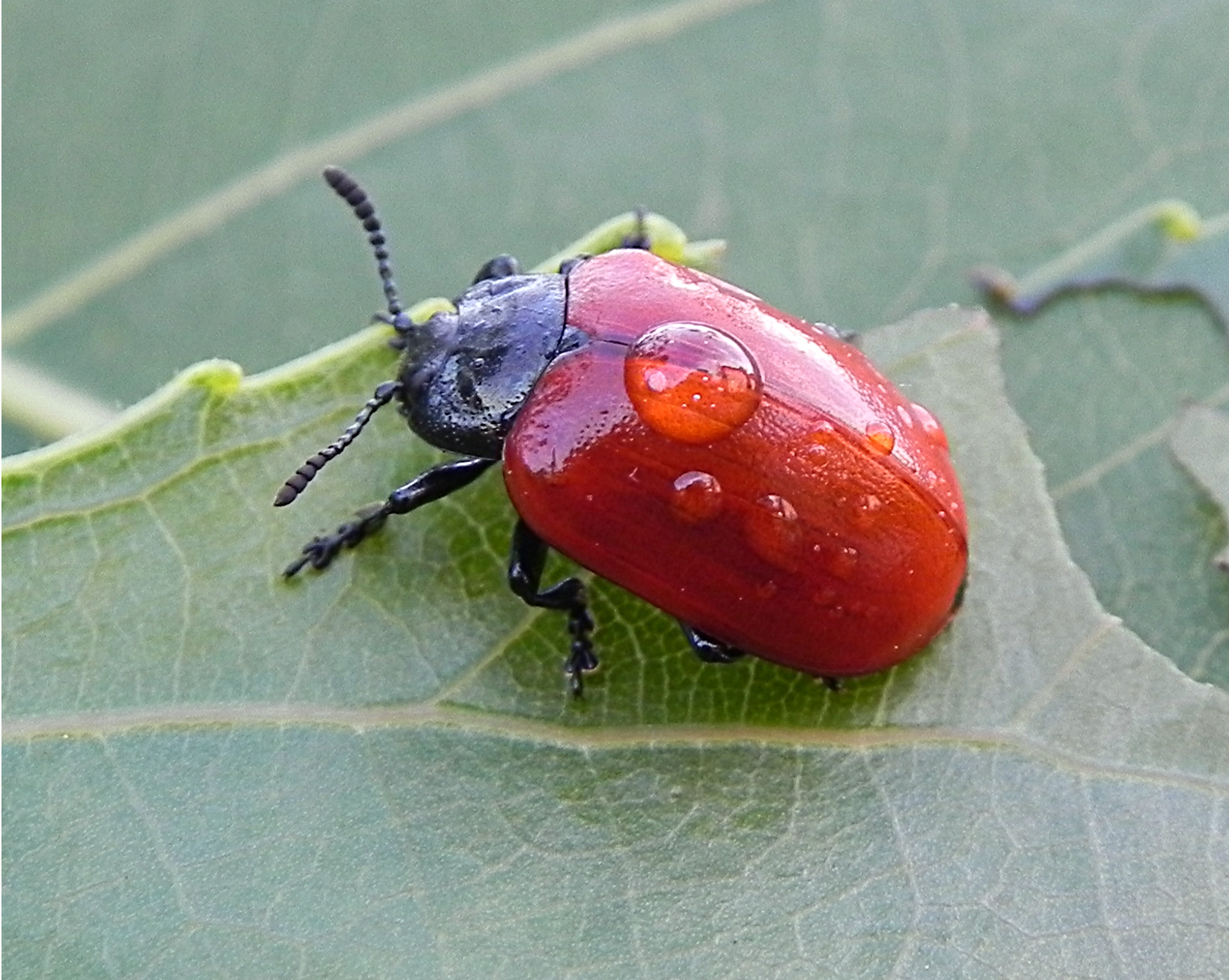 fam. Chrysomelidae. Italia, Brescia, 1 Jun 2014. Provided by Paolo to children for didactics, but not shot with them.